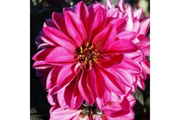 6.5T/3 DAHLIA CITY LIGHTS NEON