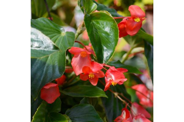 304T/12 BEGONIA DRAGON WING RED