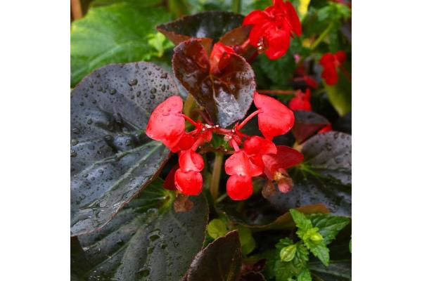 304T/12 BEGONIA BIG BRONZE LEAF RED