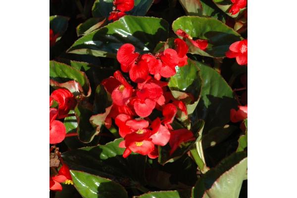 304T/12 BEGONIA BIG GREEN LEAF RED