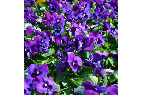 306T/18 PANSY NEON VIOLET