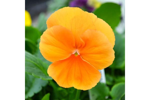 306T/18 PANSY PURE ORANGE