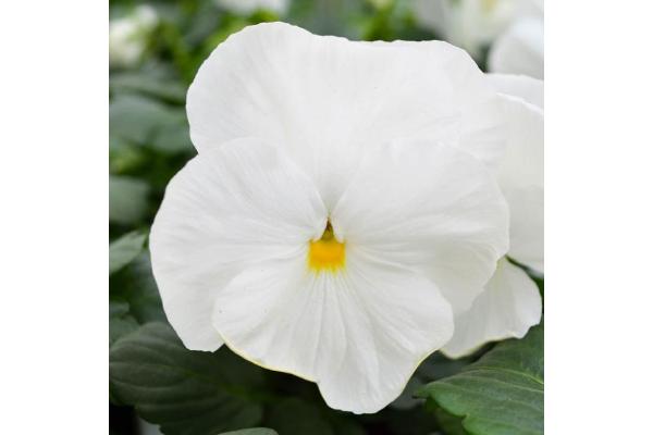 306T/18 PANSY PURE WHITE