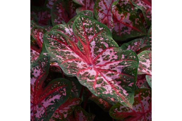 6.5T/3 CALADIUM CAROLYN WHORTON