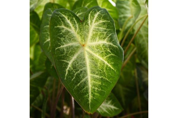 6.5T/3 CALADIUM AARON