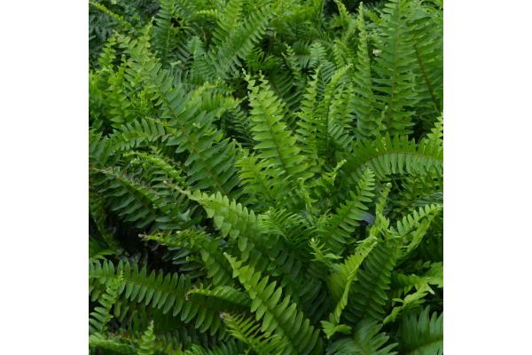 FERN BOSTON HB 10" (HANGING BASKET)