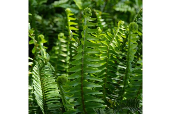 FERN KIMBERLY QUEEN 10" (POT)