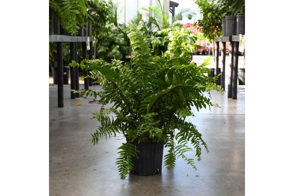 FERN MACHO 10" (POT)