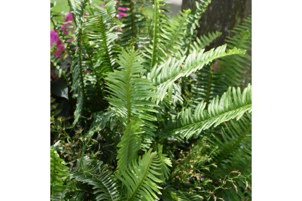 FERN KIMBERLY QUEEN 14" (POT)
