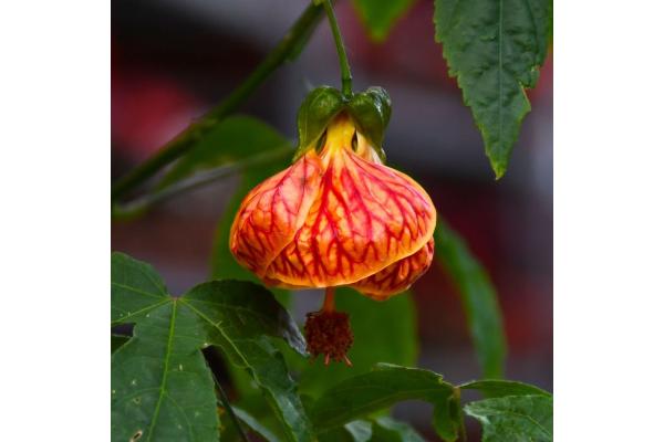 ABUTILON STD 10"