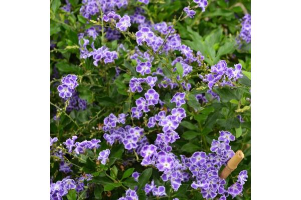 DURANTA STD 10"