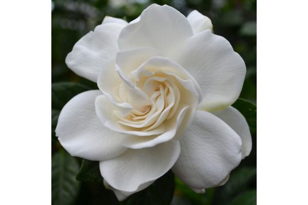 GARDENIA STD 10"