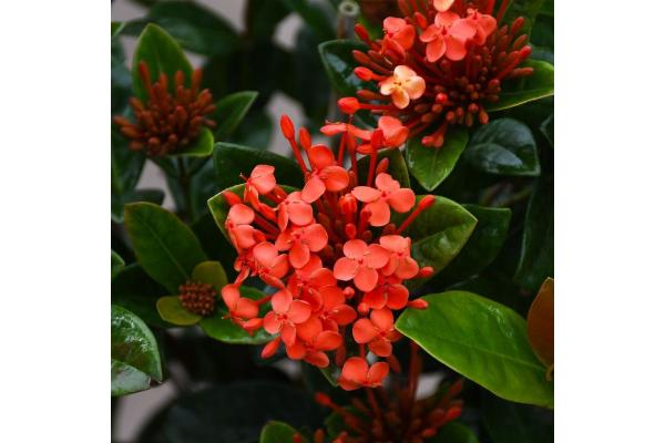 IXORA MAUI BRAID 10"