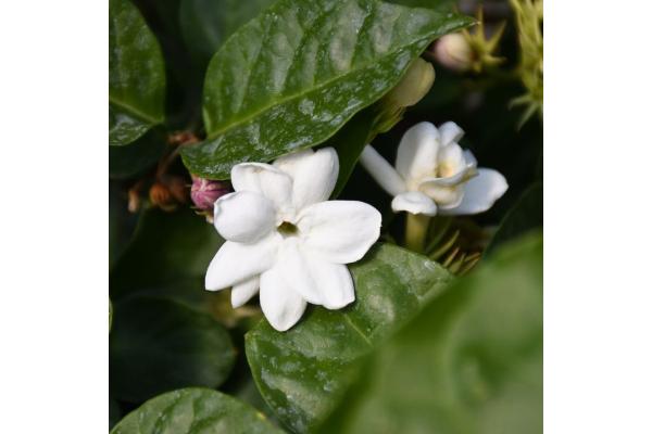 JASMINE SAMBAC STD 10"