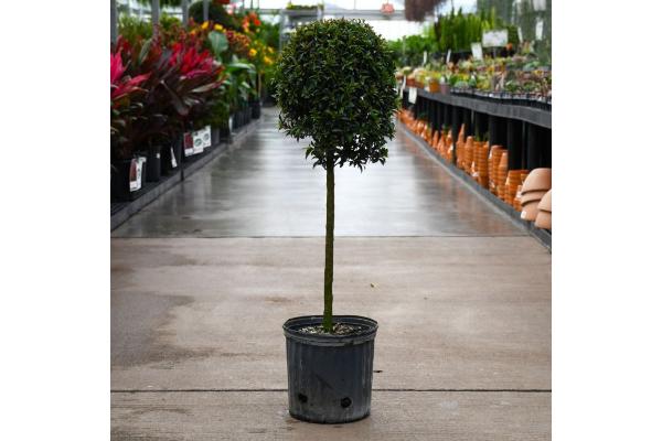 EUGENIA SHORT 1 BALL 10"