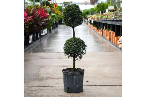 EUGENIA SHORT 2 BALL 10"