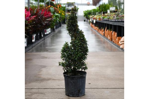 EUGENIA SHORT SPIRAL 10"