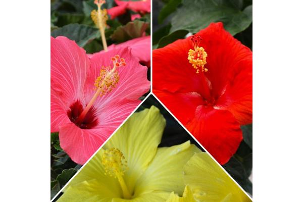 HIBISCUS BUSH 6"