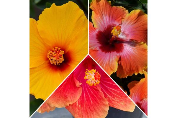 NS-OLD HIBISCUS SKU FIESTA/TEQ