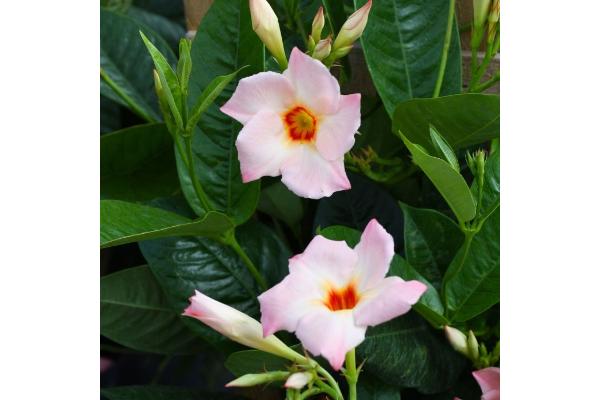 MANDEVILLA GIANT PEACH 10"