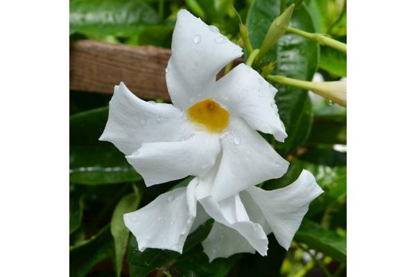 MANDEVILLA GIANT WHITE 10"