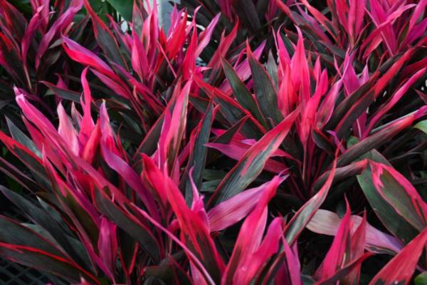 CORDYLINE HOT PEPPER 10"