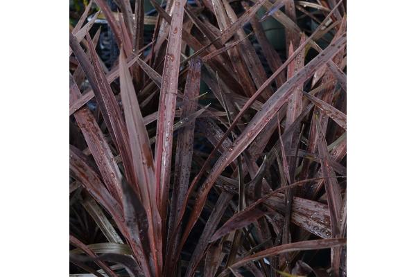 CORDYLINE RED STAR 10"
