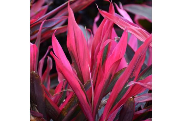 CORDYLINE MARIA PINK 10"