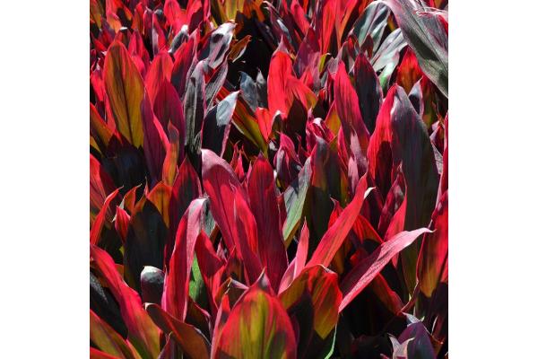 CORDYLINE TRPCL RD 10"