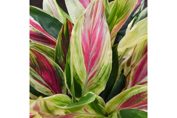 CORDYLINE EXOTICA 10"