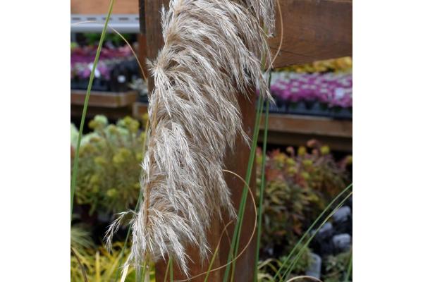 GRASS DWARF PAMPAS IVORYFTHRS 8"