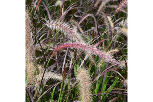GRASS PURPLE FOUNTAIN 6"