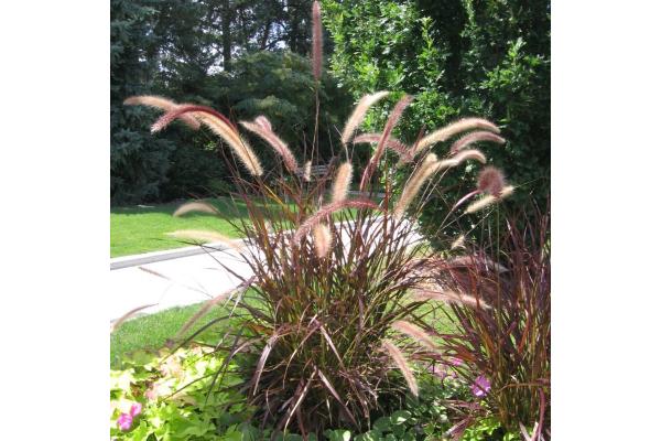 GRASS PURPLE FOUNTAIN 8"