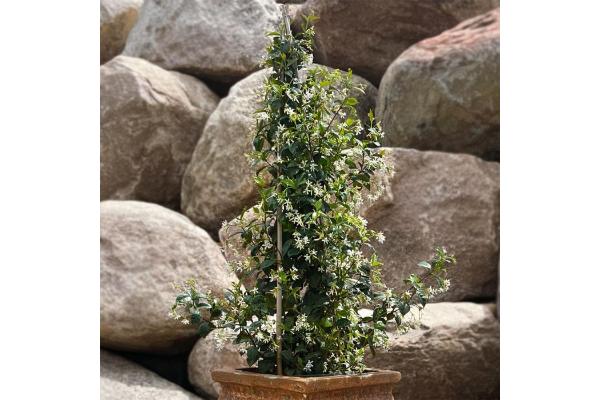 JASMINE JASMINOIDES STAR 10"