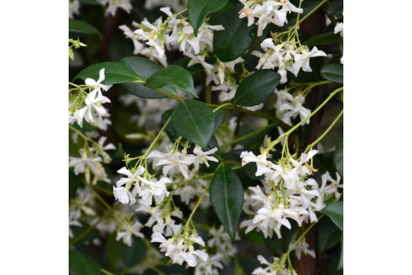 JASMINE JASMINOIDES STAR 6"