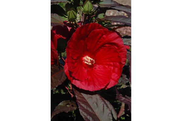 WH HIBISCUS BUSH RED 14"