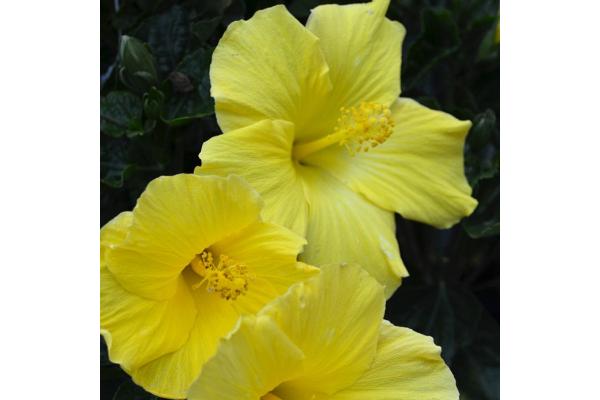 WH HIBISCUS BUSH YELLOW 14"