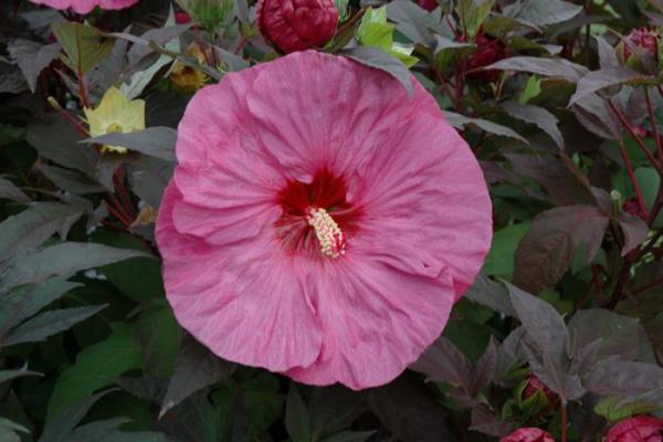 WH HIBISCUS STD PINK 10"
