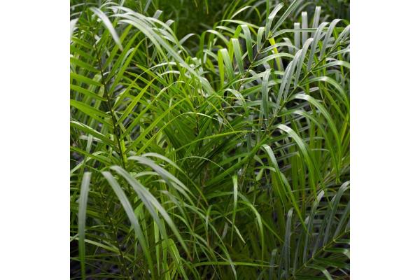 PALM PHOENIX ROEBELENII 10"