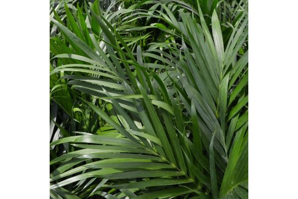 PALM CATARACTARUM 10"