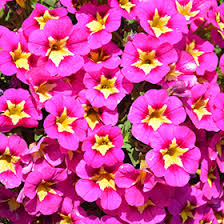 4.75T/10 CALIBRACHOA BUMBLE BEE HOT PINK