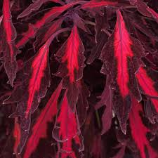 4.75T/10 COLEUS TRAILING FLAME ADOBO PINK