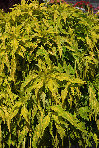 4.75T/10 COLEUS TRAILING FLAME SALSA VERDE