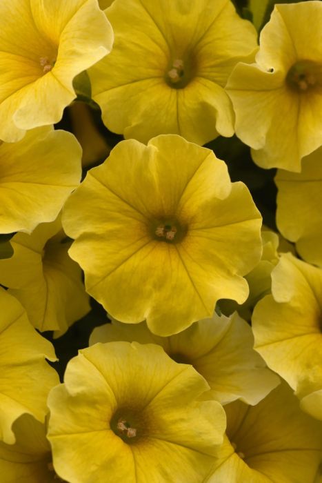 4.75T/10 PETUNIA CALIBURST YELLOW