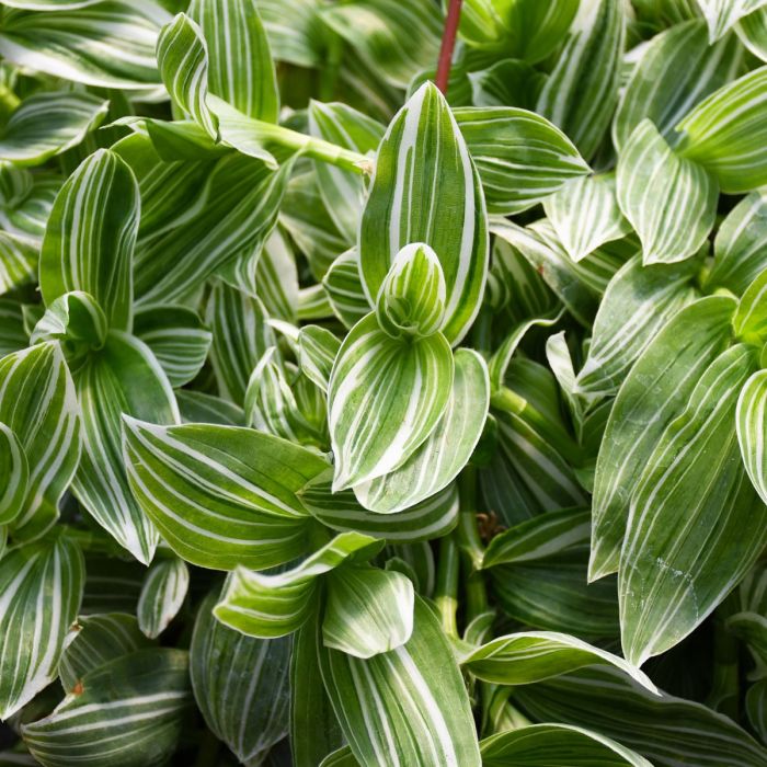 4.75T/10 TRADESCANTIA SENNA