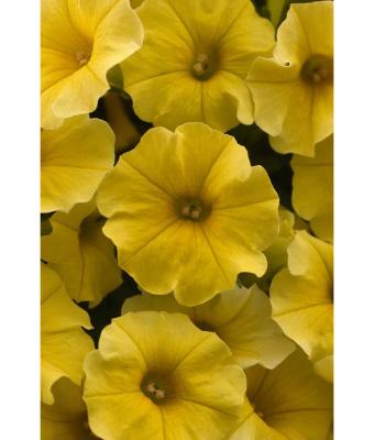 4.75T/10 PETUNIA CALIBURST YELLOW