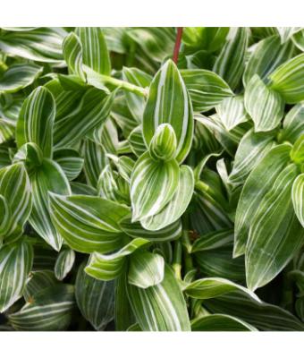 4.75T/10 TRADESCANTIA SENNA