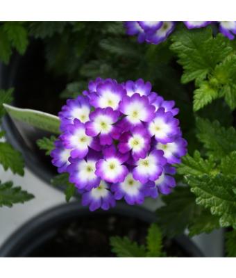 4.75T/10 VERBENA VIOLET WINK