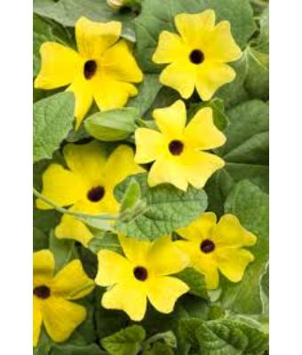6.5T/3 THUNBERGIA YELLOW