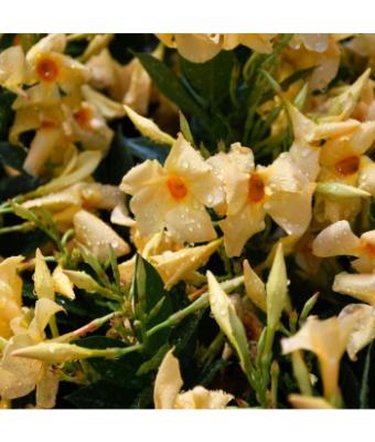 6.5T/3 MANDEVILLA YELLOW